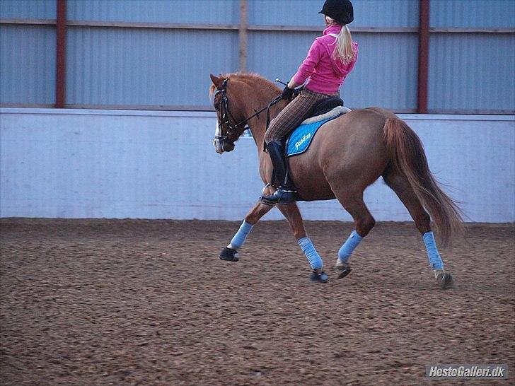 DSP Vejlebro's Pondus Solgt<3 - han er så dejlig !!! Foto: Ida T  billede 8