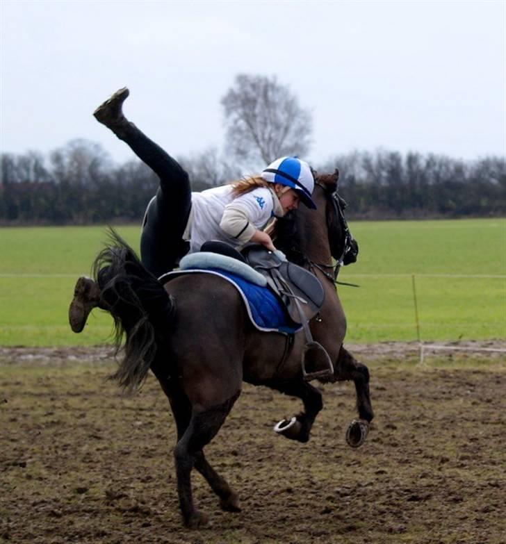 Welsh Pony (sec B) Valentin  - Velkommen til Racing valentino´s profil <3 billede 1