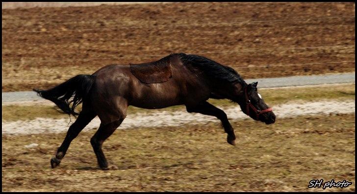 Welsh Pony (sec B) Valentin  billede 3