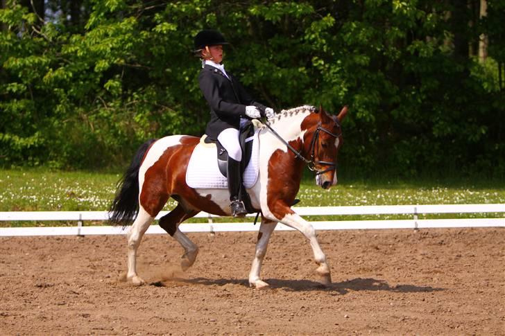 Pinto Jupiter<3 Solgt :'( - Til stævne på Morsø <3 billede 10