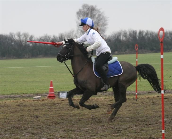 Welsh Pony (sec B) Valentin  billede 4