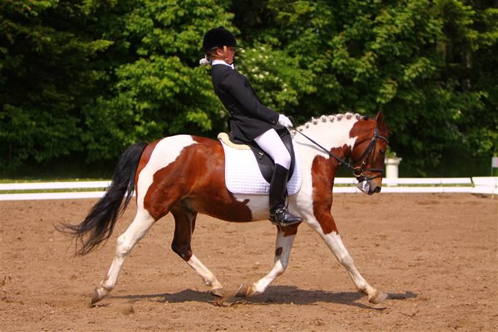 Pinto Jupiter<3 Solgt :'( - Læk Læk Lækker billede 12
