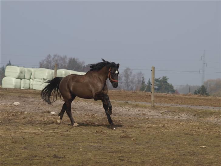 Welsh Pony (sec B) Valentin  billede 6