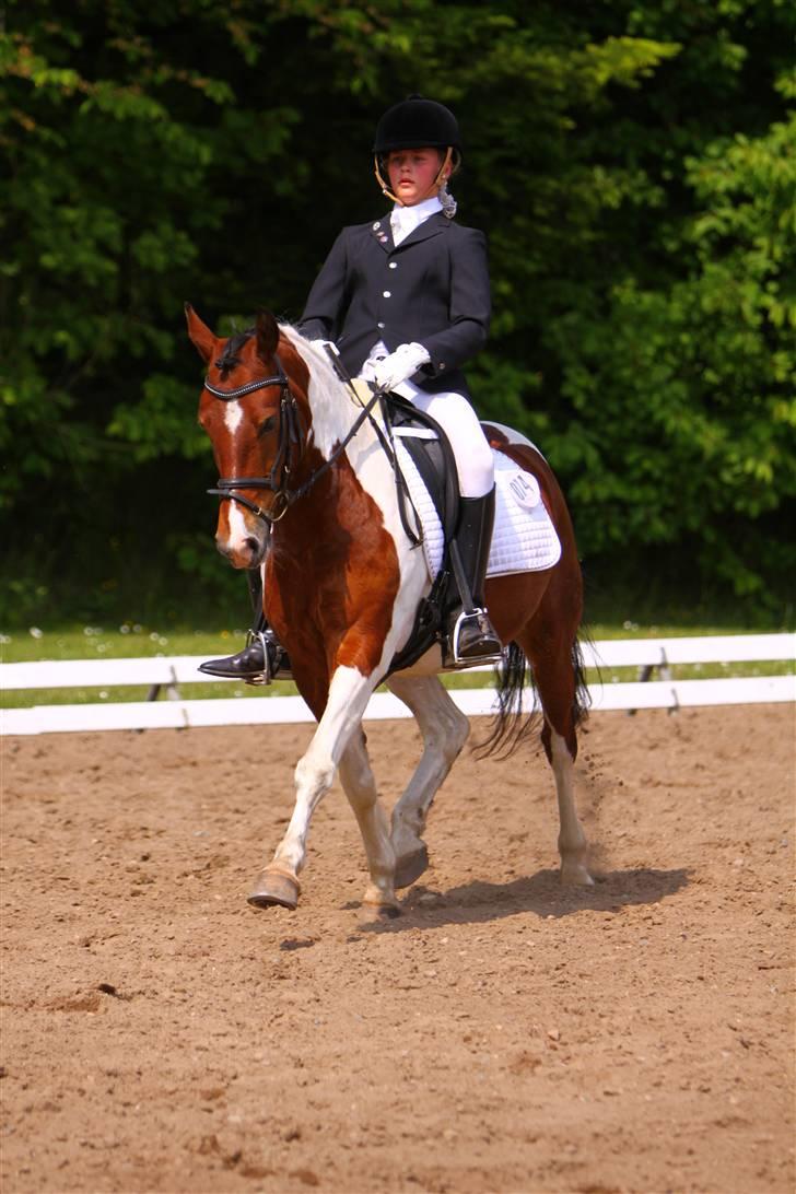 Pinto Jupiter<3 Solgt :'( - Til stævne på Morsø <3 billede 13