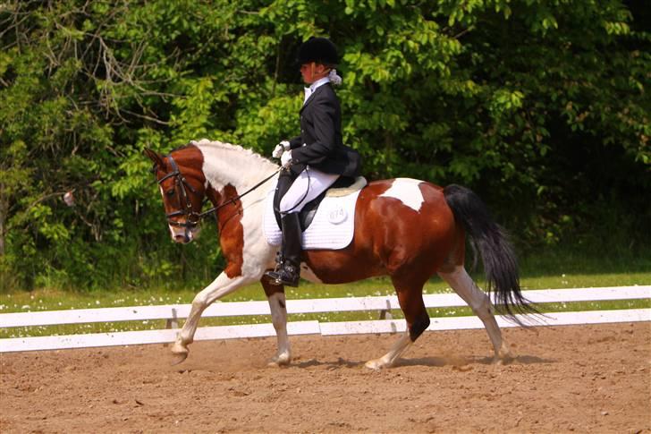 Pinto Jupiter<3 Solgt :'( - galop <3 billede 14