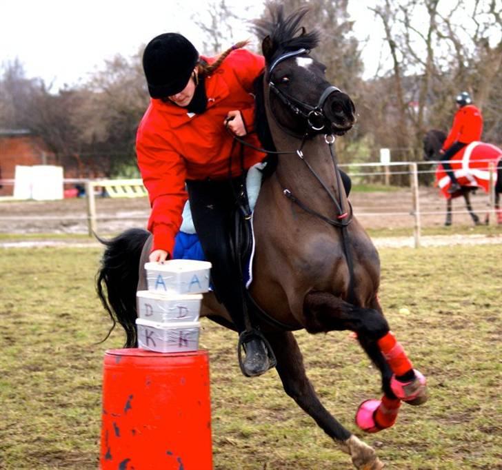 Welsh Pony (sec B) Valentin  billede 7