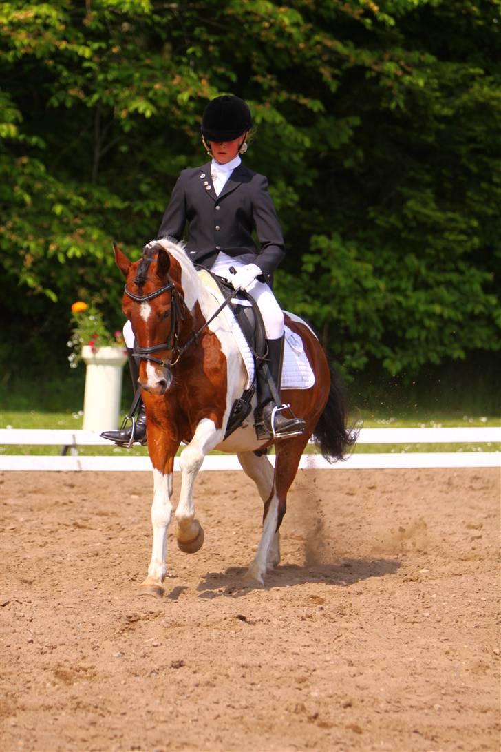 Pinto Jupiter<3 Solgt :'( billede 16