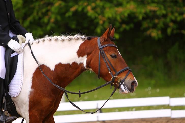 Pinto Jupiter<3 Solgt :'( - dygtig juppe<3<3<3<3<3 billede 19