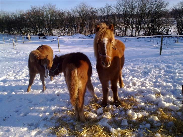 Islænder Gloá fra Loftager " SOLGT billede 1