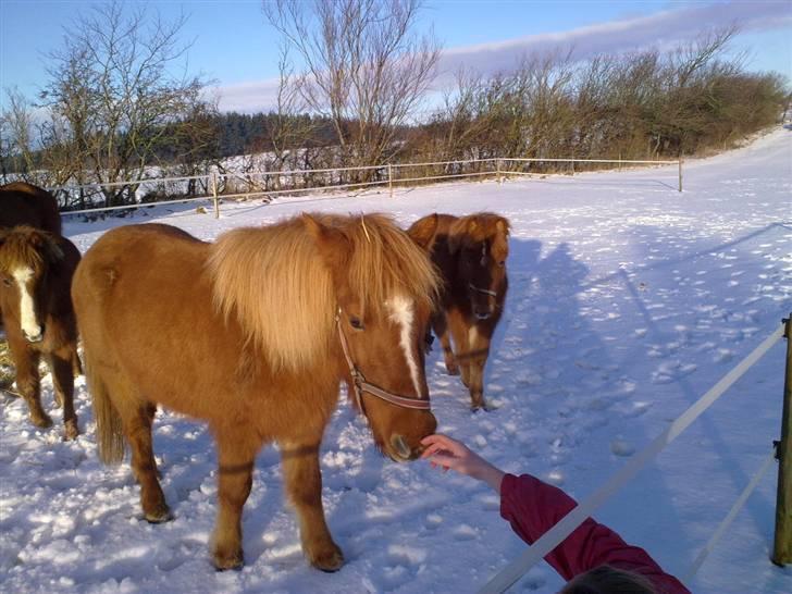 Islænder Gloá fra Loftager " SOLGT billede 2