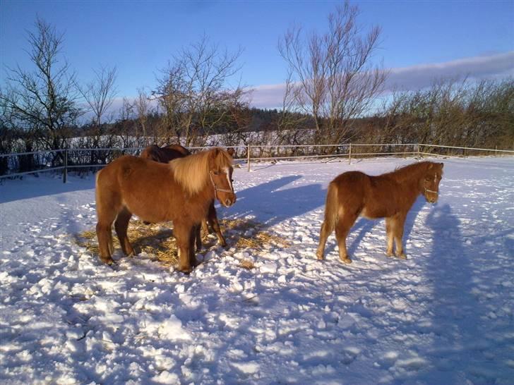 Islænder Gloá fra Loftager " SOLGT billede 3