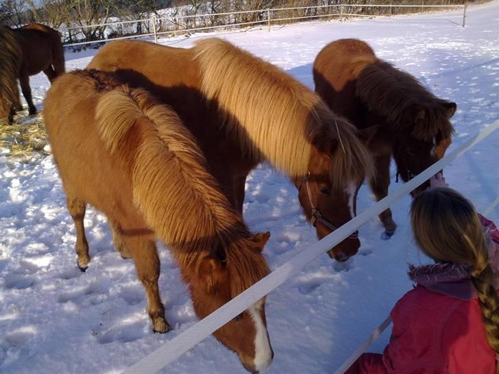 Islænder Gloá fra Loftager " SOLGT billede 5
