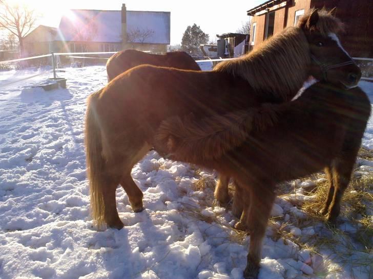 Islænder Gloá fra Loftager " SOLGT billede 6
