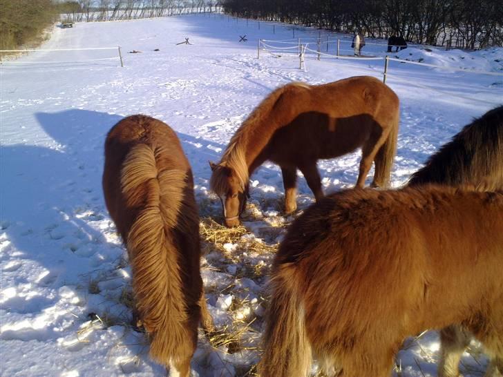 Islænder Gloá fra Loftager " SOLGT billede 7