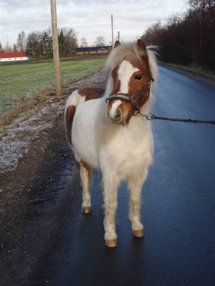 Anden særlig race Amigo - Så er vi ude og gå tur (: billede 14