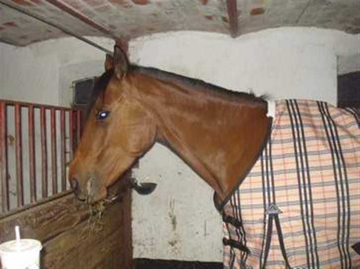 DSP nørlunds Makupa   - dejlige hest billeder fra gamle ejer billede 6