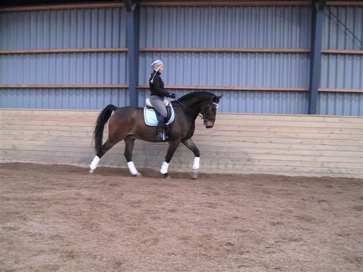 Dansk Varmblod Amadeus billede 14