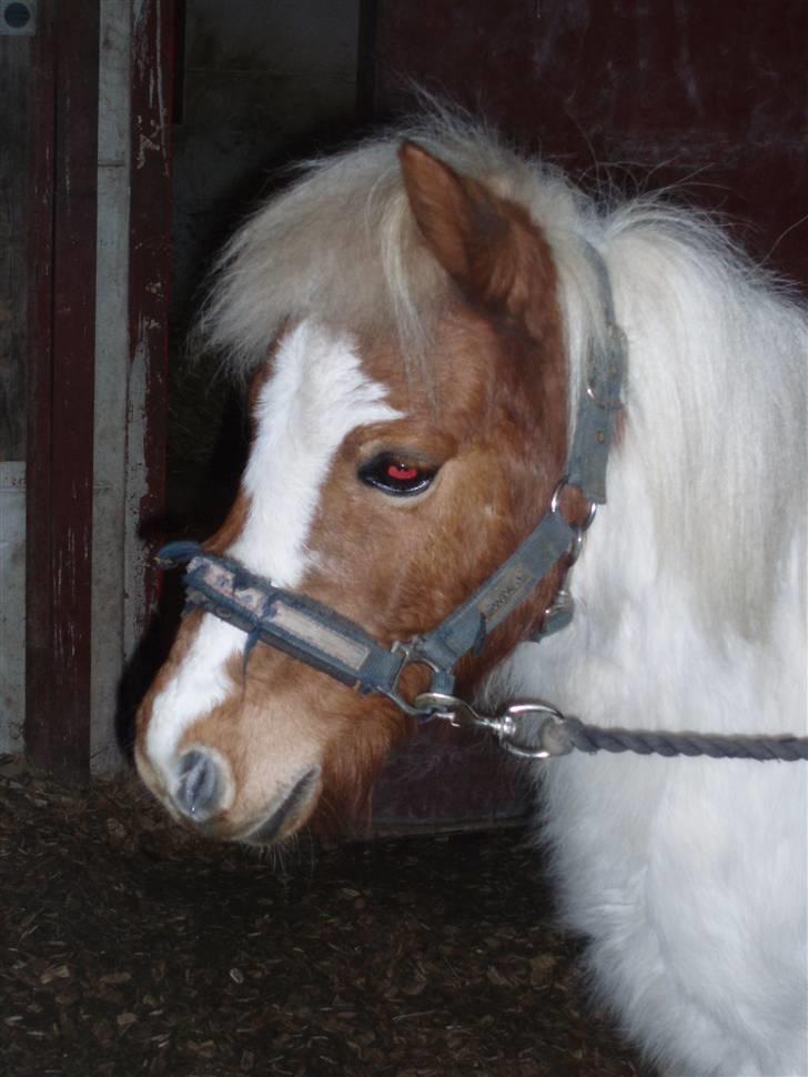 Anden særlig race Amigo - Hvordan skulle man kunne modstå dette søde pony-ansigt? billede 15