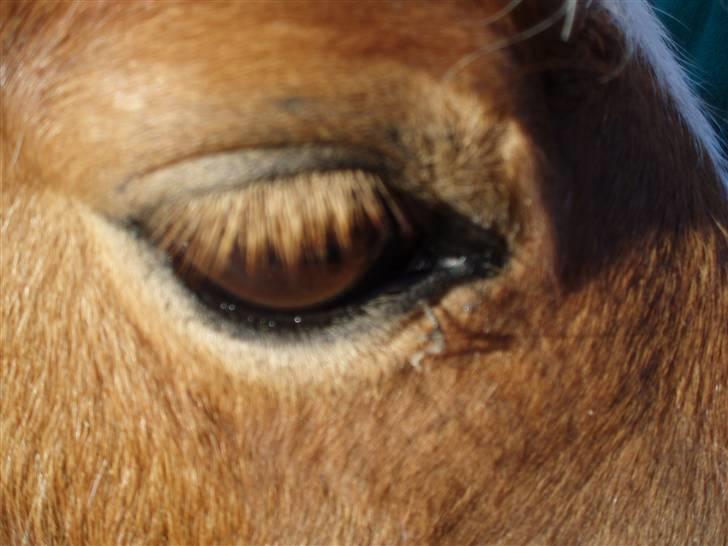 Anden særlig race Amigo billede 16