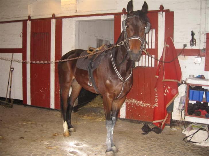 Traver Nimbus ( pas hest) Solgt  - Nimbus med sadel(: <3 billede 17