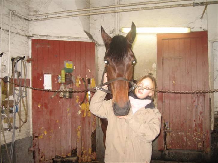 Traver Nimbus ( pas hest) Solgt  - Nimbus og jeg(: <3 billede 18