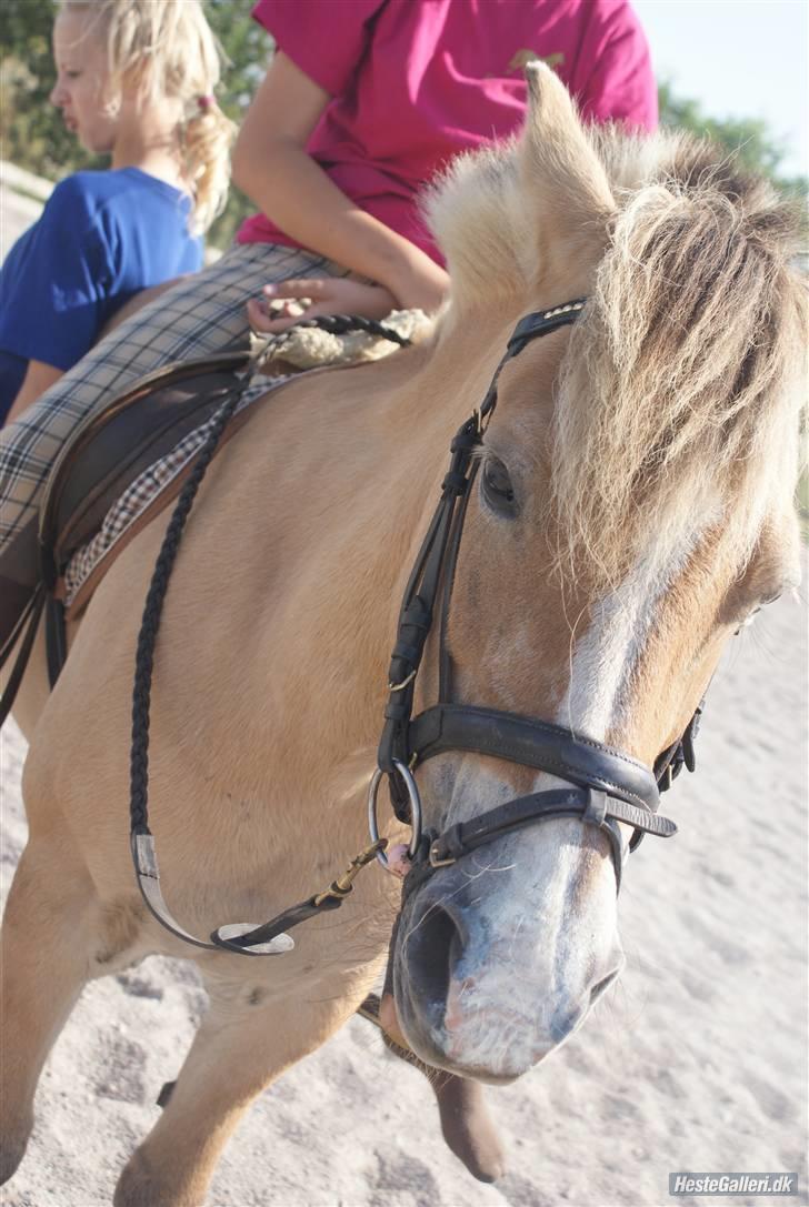 Anden særlig race Pony<3:) - taget af malou caroline christensen.i; billede 1