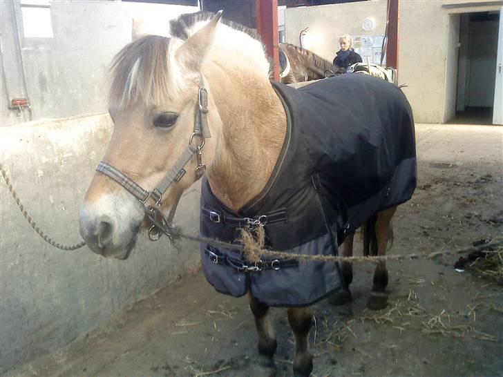 Fjordhest Dirona billede 1