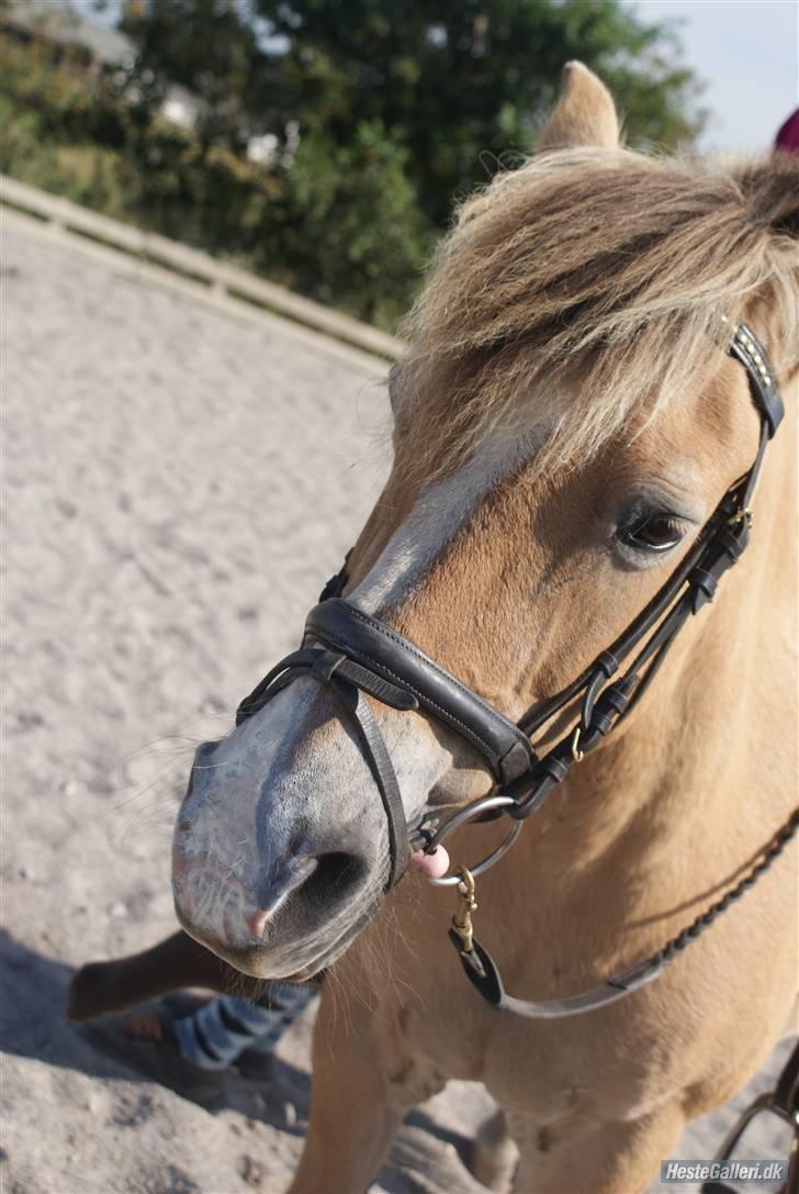 Anden særlig race Pony<3:) - taget af malou caroline christensen.i; billede 3