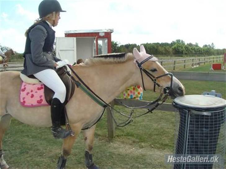 Anden særlig race Pony<3:) - taget af michelle dalsing pony´s gammle ejer.i, billede 9