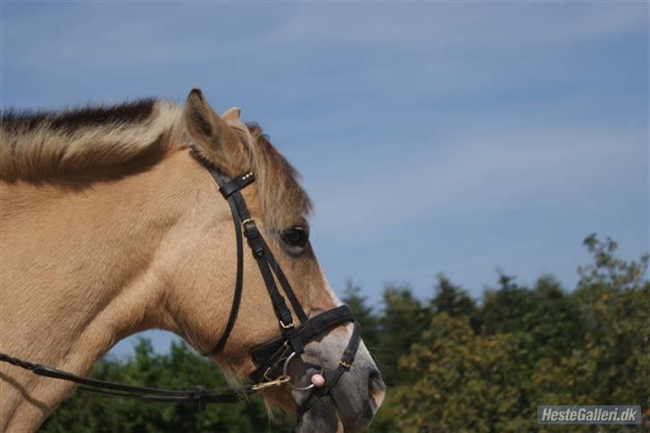 Anden særlig race Pony<3:) - taget af malou caroline chritensen.i, billede 10