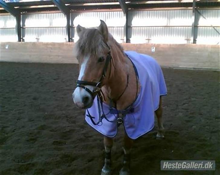 Anden særlig race Pony<3:) - taget af michelle dalsing pony´s gammle ejer.i; billede 11