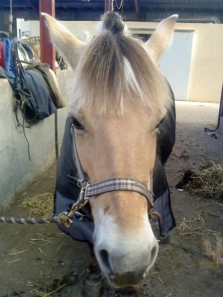 Fjordhest Dirona billede 2