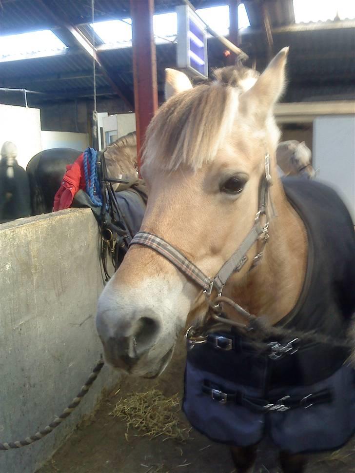 Fjordhest Dirona billede 3