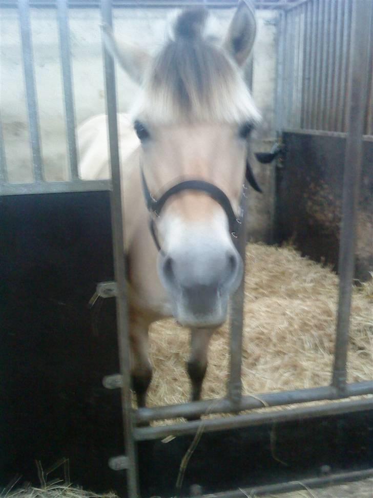 Fjordhest Dirona billede 4