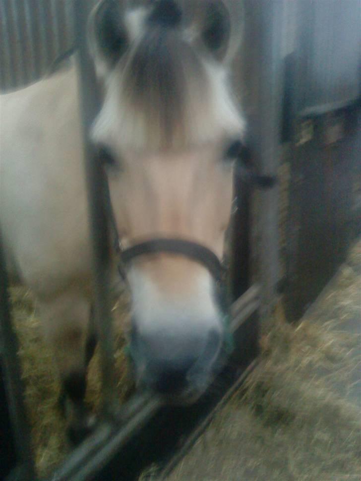 Fjordhest Dirona billede 5