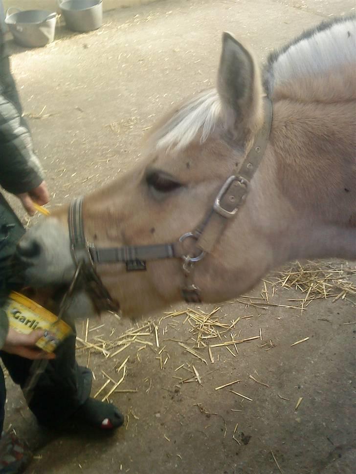 Fjordhest Dirona billede 6