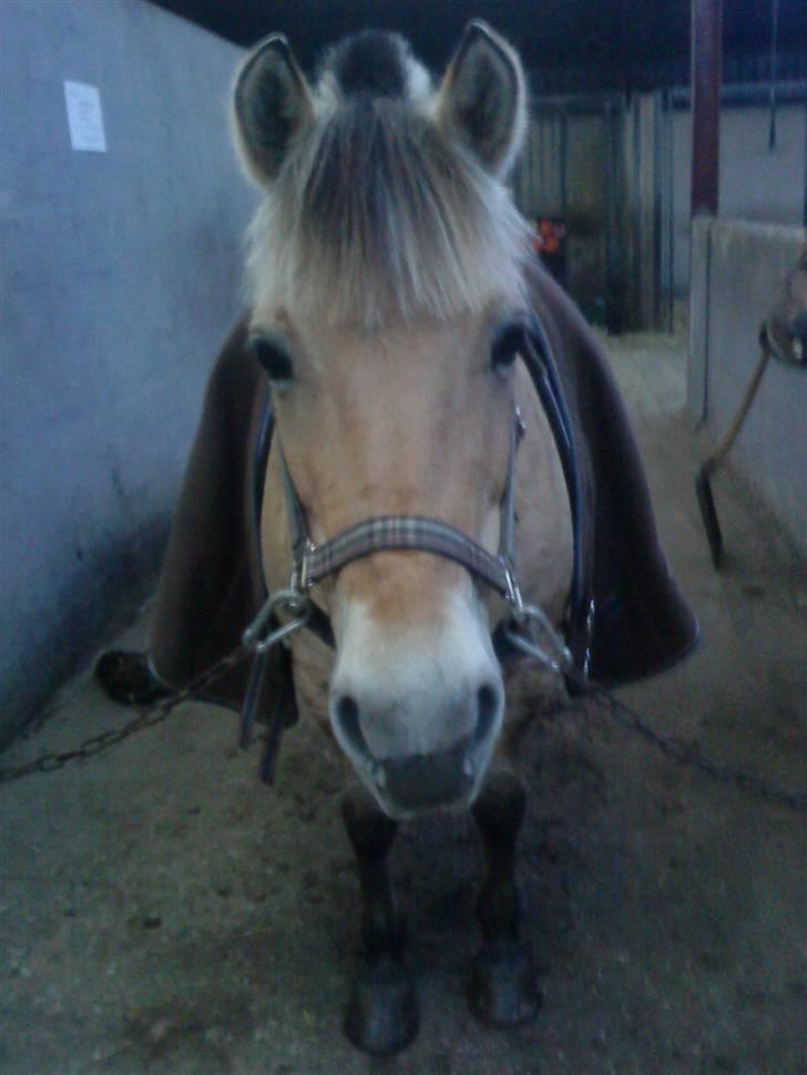 Fjordhest Dirona billede 7