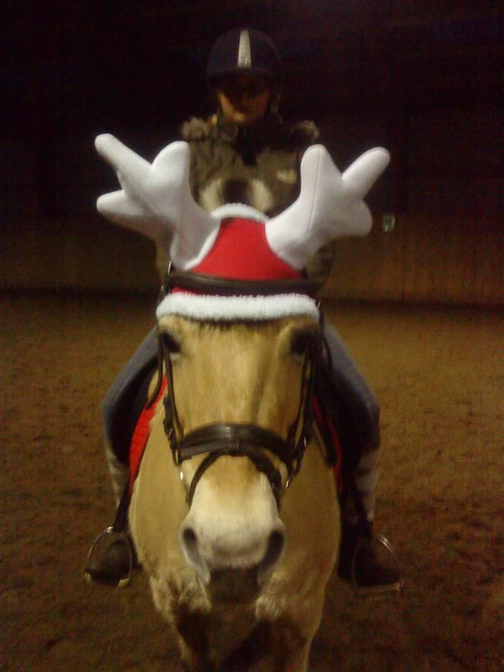 Fjordhest Dirona billede 8