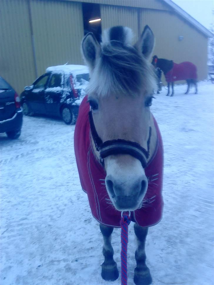 Fjordhest Dirona billede 9