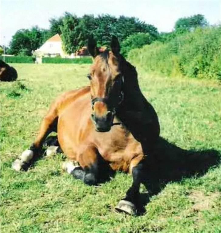 Anden særlig race Speedy billede 11