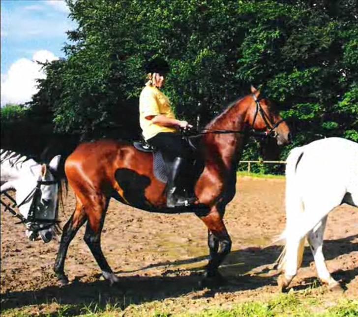 Anden særlig race Speedy - Ridelejr på Mønterhøj billede 12