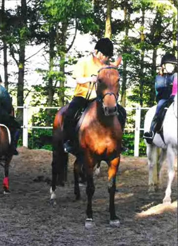 Anden særlig race Speedy - Ridelejr på Mønterhøj billede 14