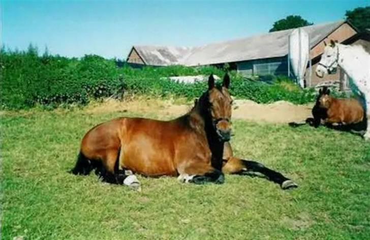 Anden særlig race Speedy billede 15