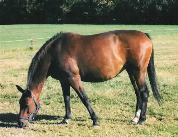 Anden særlig race Speedy billede 17