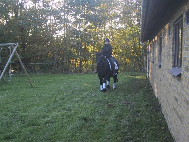Anden særlig race Damgaards Sir James. +død+ :'( - james efter 2mdr sommergræs billede 18