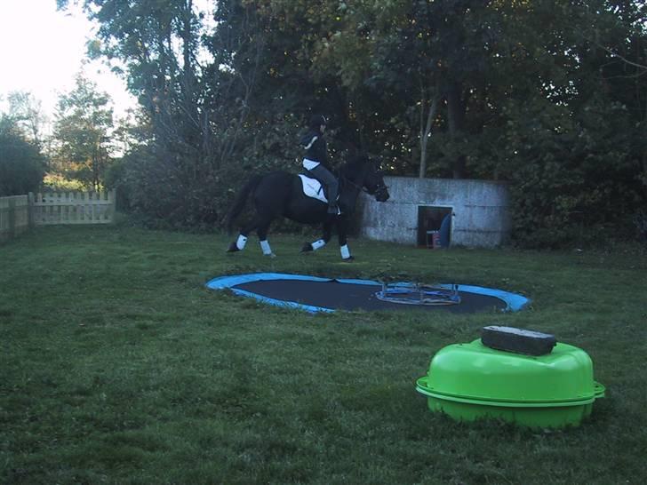 Anden særlig race Damgaards Sir James. +død+ :'( - james efter 2mdr sommergræs billede 19