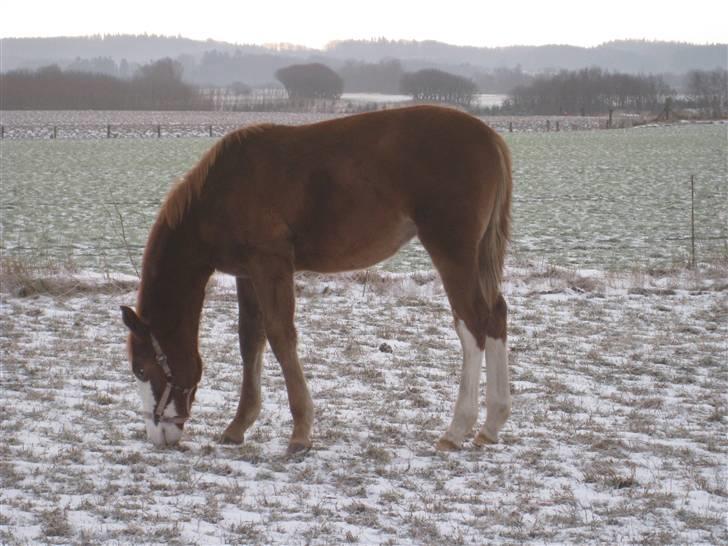 Anden særlig race Larsmindes Aviaja billede 12
