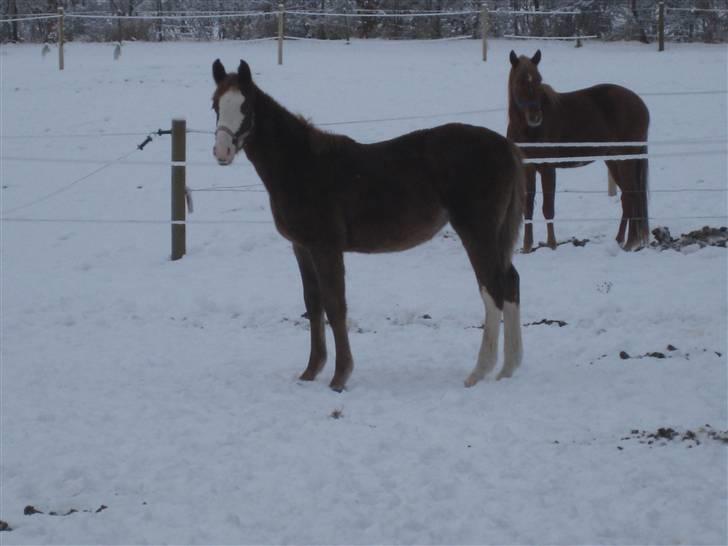 Anden særlig race Larsmindes Aviaja billede 13