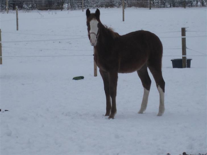 Anden særlig race Larsmindes Aviaja billede 14