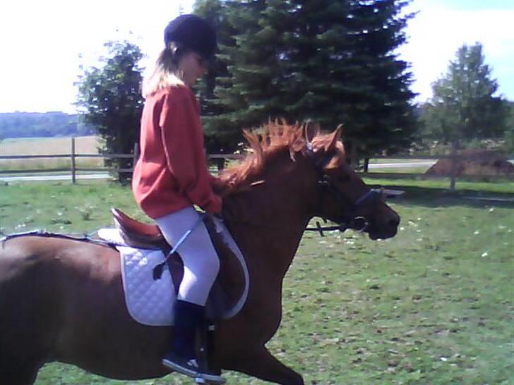 Anden særlig race Emma¤rider ikk mere¤ billede 8